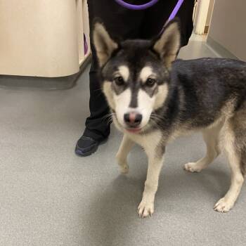 Rescue Siberian Husky Dogs for Adoption in Westminster, California - WAGS-Stray-20025 | PetCurious