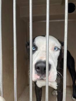 Pit Bull Terrier and Mixed Breed Dogs Available for Adoption in Oklahoma City, Oklahoma - A472945 | PetCurious