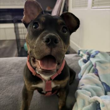 Puppy -  French Bulldog Dog for Adoption in Las Vegas, Nevada - Puppy | PetCurious