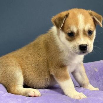 Eleanor -  Australian Shepherd Dog for Adoption in Hughesville, Maryland - Eleanor | PetCurious