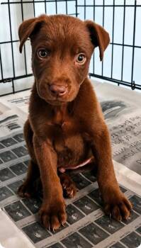 Gareth -  Labrador Retriever and Shepherd Dog for Adoption in El Dorado, Arkansas - Gareth | PetCurious