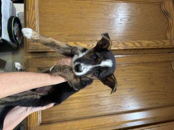 Dolly -  Shepherd and Border Collie Dog for Adoption in Lincoln, California - Dolly | PetCurious