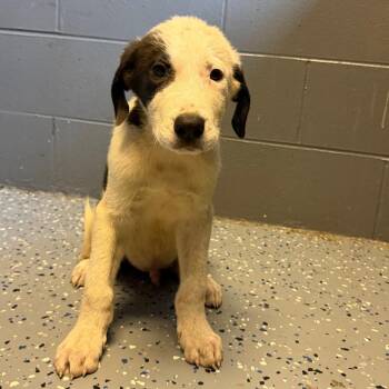 TUSC-Stray-85880_2_3_4 -  Labrador Retriever and Great Pyrenees Dog for Adoption in Tuscaloosa, Alabama - TUSC-Stray-85880_2_3_4 | PetCurious