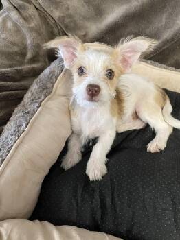 Dazzle -  Maltese Dog for Adoption in Oakland, California - Dazzle | PetCurious