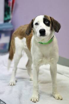 Cozmos in NH. Come Meet our Adoptable Dogs Wednesday-Saturday. M -  Australian Shepherd Dog for Adoption in Manchester, New Hampshire - Cozmos In NH. Come Meet Our Adoptable Dogs Wednesday-Saturday. M | PetCurious