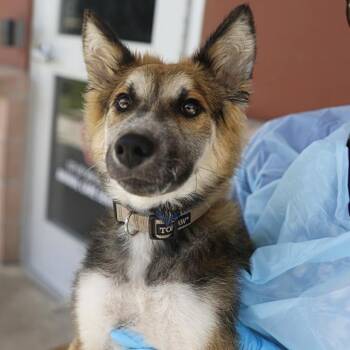 SWIPER -  Husky Dog for Adoption in San Antonio, Texas - SWIPER | PetCurious