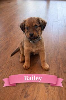 Mixed Breed Dogs Available for Adoption - Bailey (aka Grey) | PetCurious