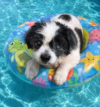 Bagel -  Shih Tzu Dog for Adoption in Cape Coral, Florida - Bagel | PetCurious