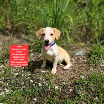 Loofah -  Dachshund Dog Available for Adoption in Oviedo, Florida - Loofah | PetCurious