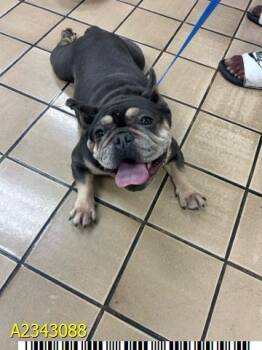 MALIA -  Mixed Breed Dog for Adoption in West Palm Beach, Florida - MALIA | PetCurious