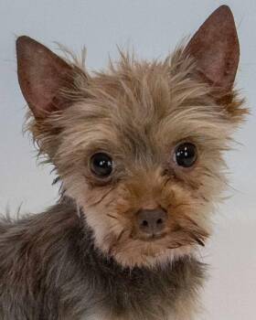 Berniece -  Yorkshire Terrier Dog for Adoption in Kennesaw, Georgia - Berniece | PetCurious