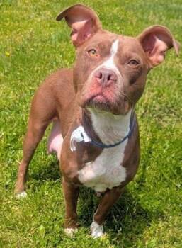 Pit Bull Terrier Dogs Available for Adoption in Akron, Ohio - NOODLE | PetCurious