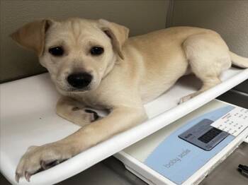 Chihuahua and Mixed Breed Dogs Available for Adoption in Tracy, California - LARK | PetCurious