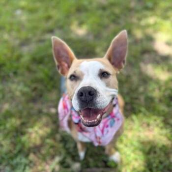 Phoebe Taylor A Solar Powered Princess -  Pit Bull Terrier and American Staffordshire Terrier Dog for Adoption in Friendswood, Texas - Phoebe Taylor A Solar Powered Princess | PetCurious