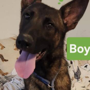 Belgian Shepherd Malinois and Mixed Breed Dogs Available for Adoption in Hagerstown, Maryland - Jagger | PetCurious