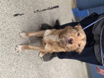 Ricky Martin -  German Shepherd Dog and Siberian Husky Dog for Adoption in Merrillville, Indiana - Ricky Martin | PetCurious