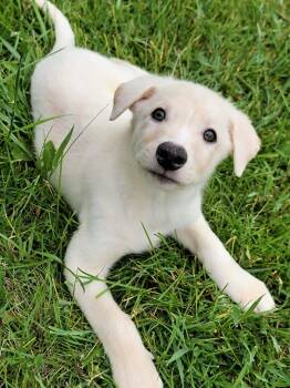 Joey -  Australian Shepherd and German Shepherd Dog Dog for Adoption in Hornell, New York - Joey | PetCurious
