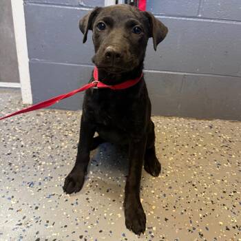 TUSC-Stray-85139_2 -  Labrador Retriever and Mixed Breed Dog for Adoption in Tuscaloosa, Alabama - TUSC-Stray-85139_2 | PetCurious