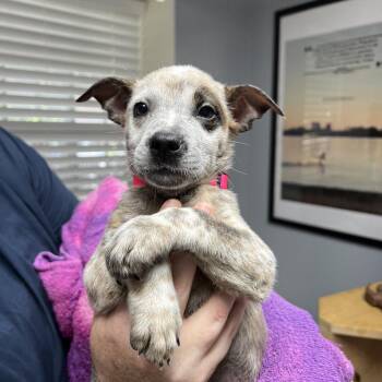 Mabel III -  Cattle Dog Dog for Adoption in Mount Pleasant, Texas - Mabel III | PetCurious