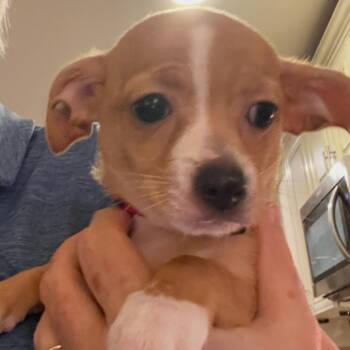 Betty -  Chihuahua Dog for Adoption in Austell, Georgia - Betty | PetCurious