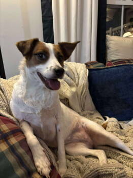 Rescue Jack Russell Terrier Dogs for Adoption in Charlotte, North Carolina - Daisy | PetCurious