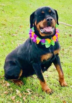 Rescue Rottweiler Dogs for Adoption in Colusa, California - Shawna | PetCurious