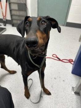 Sangria -  Doberman Pinscher Dog for Adoption in Oakland, California - Sangria | PetCurious