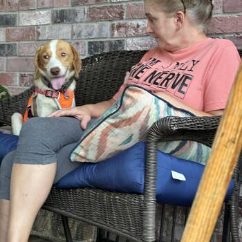 Everything Beagle -  Beagle Dog for Adoption in New Orleans, Louisiana - Everything Beagle | PetCurious