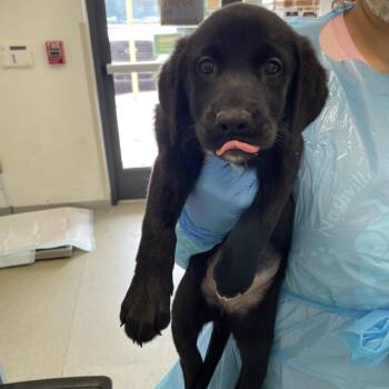 Scary Spice -  Black Labrador Retriever Dog for Adoption in Nashville, Tennessee - Scary Spice | PetCurious