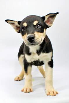 Wyatt -  Husky and Australian Cattle Dog Blue Heeler Dog for Adoption in Morton Grove, Illinois - Wyatt | PetCurious