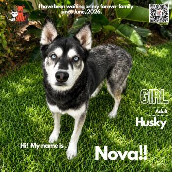 Nova -  Husky Dog for Adoption in Westminster, California - Nova | PetCurious