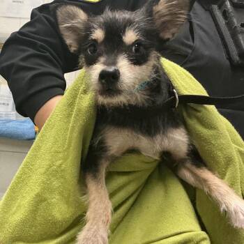 IVHS-A-141715 -  Chihuahua and Schnauzer Dog for Adoption in San Gabriel, California - IVHS-A-141715 | PetCurious
