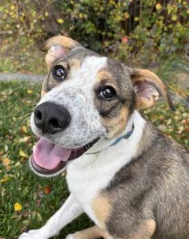 Rescue Cattle Dog and Mixed Breed Dogs for Adoption in Portola, California - Wednesday | PetCurious