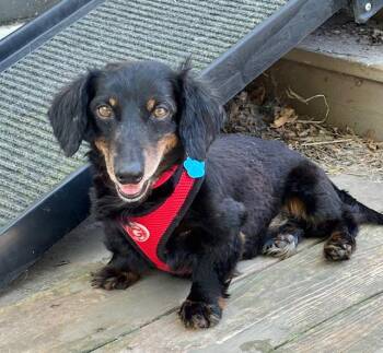Rescue Dachshund Dogs for Adoption in Omaha, Nebraska - Kirk Douglas | PetCurious