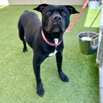 WREN -  Pit Bull Terrier Dog for Adoption in Camarillo, California - WREN | PetCurious