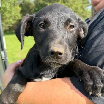 Espresso -  Black Labrador Retriever and Mixed Breed Dog for Adoption in Nashville, Tennessee - Espresso | PetCurious