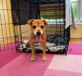 Nikki Jean -  Chihuahua and Terrier Dog for Adoption in Saugus, Massachusetts - Nikki Jean | PetCurious