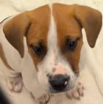 Sammie -  Beagle Dog for Adoption in Elizabethton, Tennessee - Sammie | PetCurious