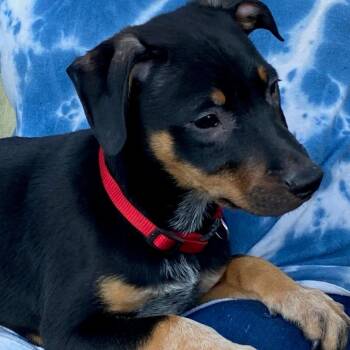 Jim -  Mixed Breed Dog for Adoption in South Elgin, Illinois - Jim | PetCurious
