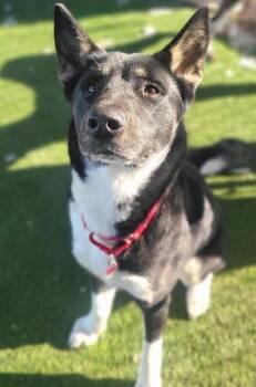 Husky Dogs Available for Adoption - Bonita | PetCurious