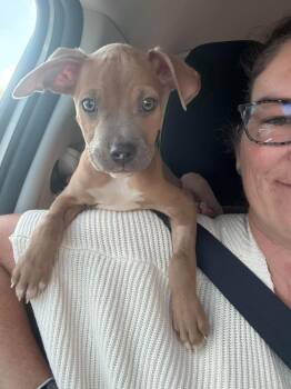 Marlow -  Pit Bull Terrier Dog for Adoption in Ayden, North Carolina - Marlow | PetCurious