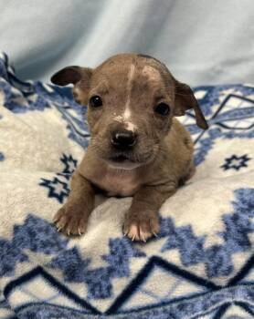 Gnocchi -  American Staffordshire Terrier and Catahoula Leopard Dog Dog for Adoption in Copiague, New York - Gnocchi | PetCurious
