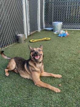 Jose -  Mixed Breed Dog for Adoption in Lafayette, Indiana - Jose | PetCurious