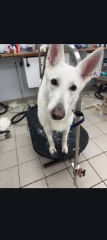 SKYE - Dog & Child Friendly -  White German Shepherd Dog for Adoption in Toronto, Ontario - SKYE - Dog & Child Friendly | PetCurious