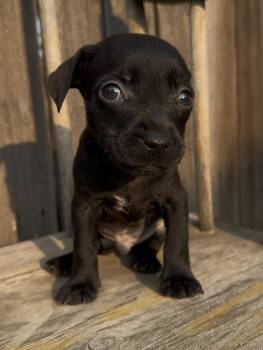Timex -  Chihuahua Dog for Adoption in Severance, Colorado - Timex | PetCurious