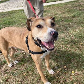 GABRIEL -  Pit Bull Terrier and Catahoula Leopard Dog Dog for Adoption in Methuen, Massachusetts - GABRIEL | PetCurious