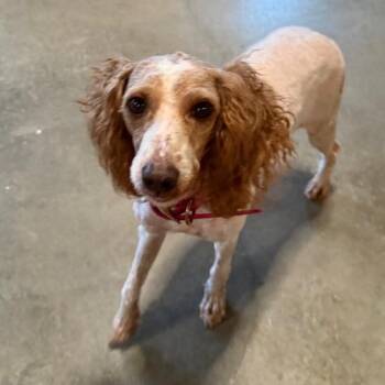 Miniature Poodle Dogs Available for Adoption in Cincinnati, Ohio - Uma | PetCurious