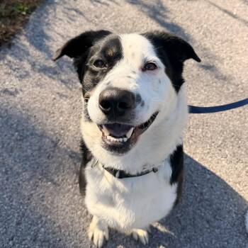 Finn -  Border Collie Dog for Adoption in Hillsboro, Missouri - Finn | PetCurious