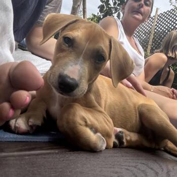 Cedar -  Labrador Retriever and Boxer Dog for Adoption in Escondido, California - Cedar | PetCurious