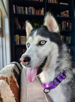 Rescue Siberian Husky Dogs for Adoption in La Motte, Iowa - Astra | PetCurious
